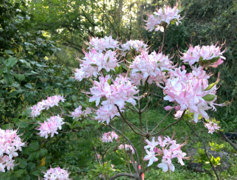 What’s Blooming | Henry Botanic Garden